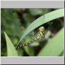 Aeshna cyanea - Blaugruene Mosaikjungfer w15a.jpg